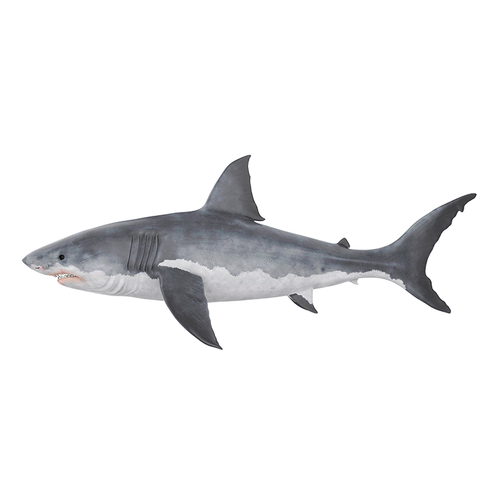 Shark - Tiburón