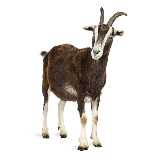 Goat - Cabro