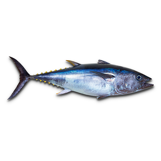 Tuna - Atún