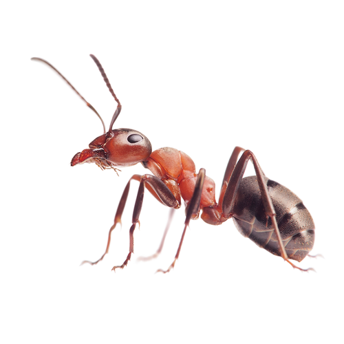 Ant - Hormiga